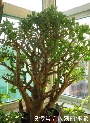 吴大妈把叶子“插花盆”,5年后,养成花树,开满花,清新又漂亮!