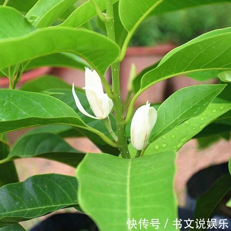 客厅|此花适合养“客厅”，耐旱好活、开花多，关键净化空气