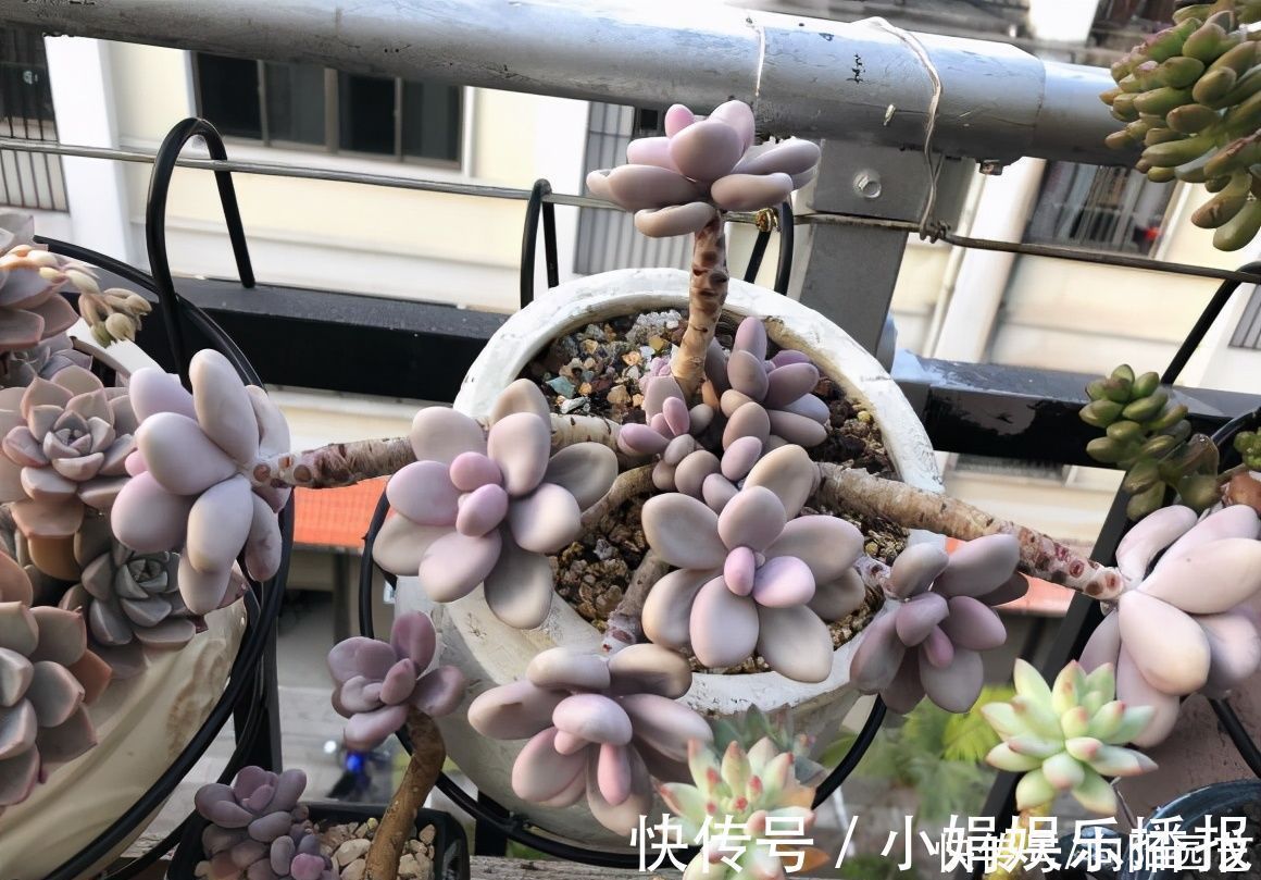 老桩|多肉怎么养出悬崖桩?选对花盆,选对品种,1年养成悬崖老桩