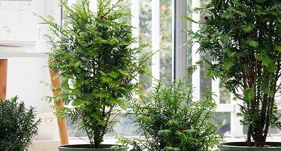 最近家里又多了一员，净化空气的小能手，落地款红豆杉