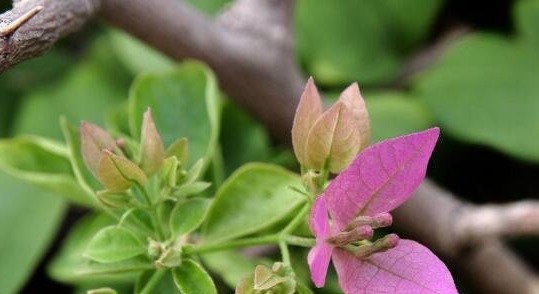 三角梅只长叶子不开花老花友教你一招,一次能开大半年