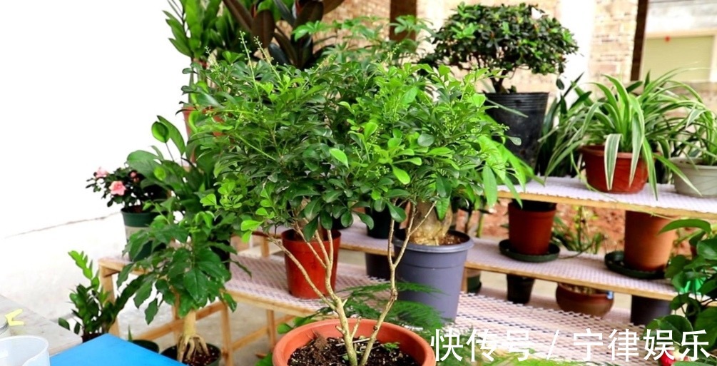 水溶液|3种花爱喝“酸水”,1个月浇一次,叶子绿油油