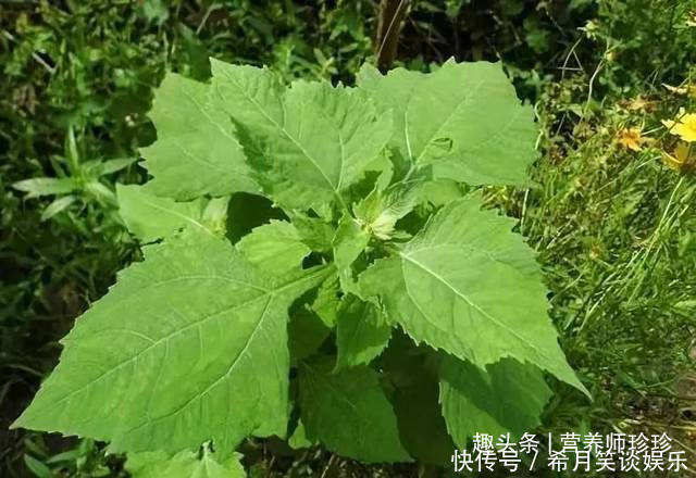 好处|这草全身是宝，可惜大家都当杂草，晒干泡水好处多，别不知价值