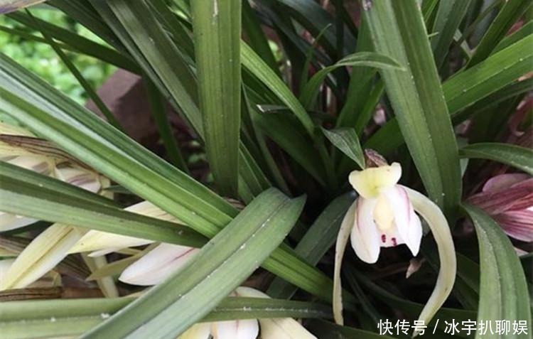 豆浆|兰花爱喝这种“催花水”,什么淘米水、过期药都不如它,简单实用