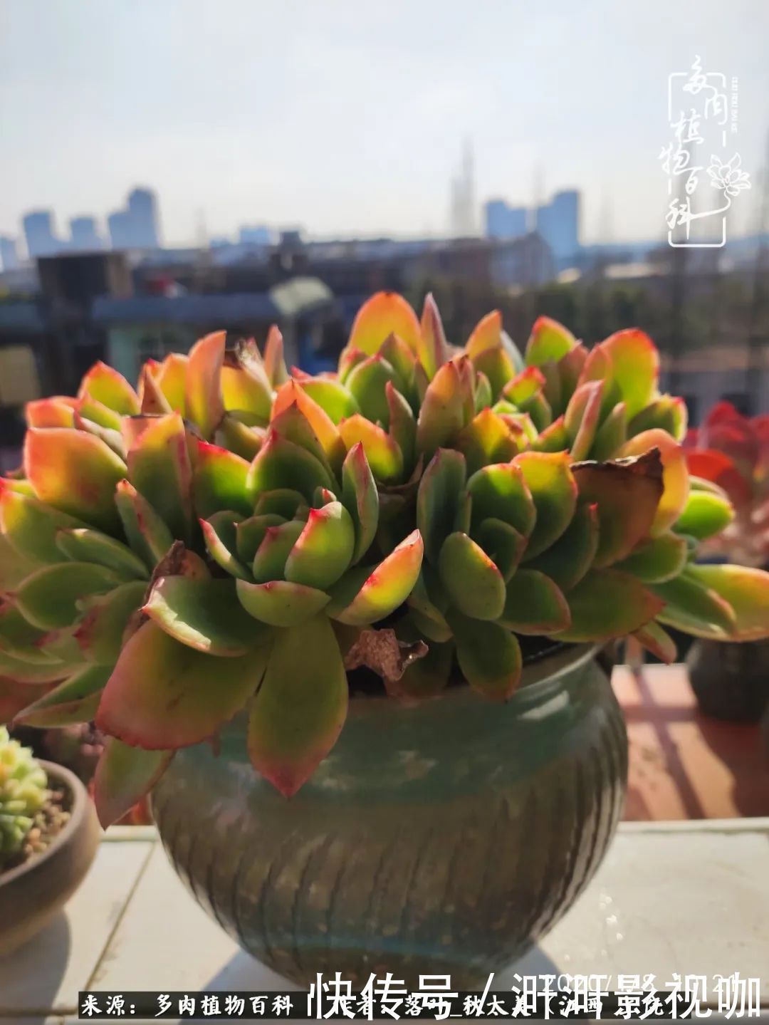 长势|为提升免疫力而养多肉植物,养肉后,体弱的我身体越来越好!