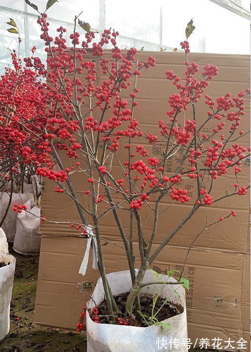 -30℃都不怕的“富贵树”,天越冷、果子越红,一挂就是大半年