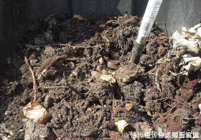 花卉|茉莉、三角梅开得旺,土里两种花肥很重要,添一点就有明显效果