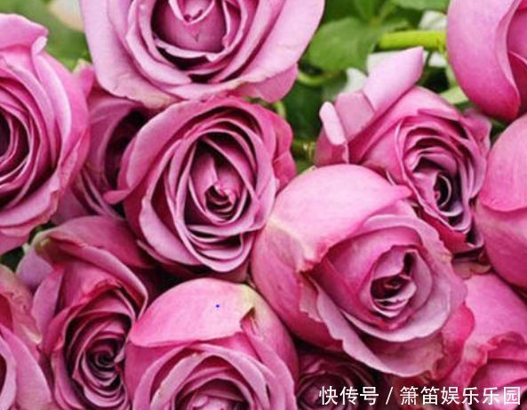 推荐几种阳台种植的花草,一年四季都能养,花开繁盛惹人爱