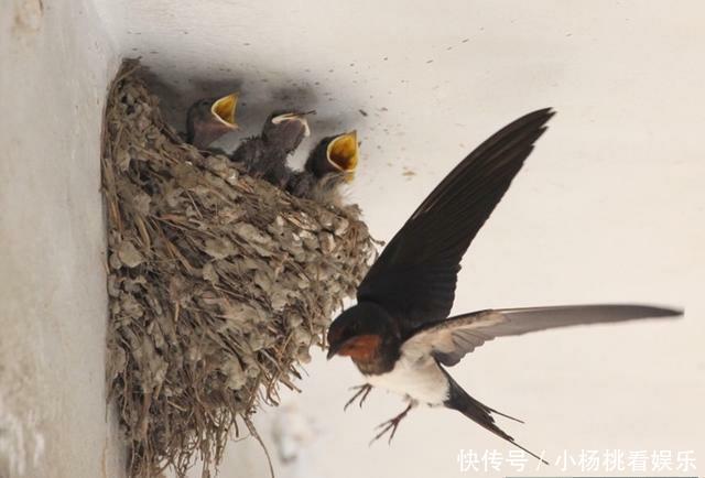 母亲|父亲上联: “幼儿岁岁添新衣”, 神童巧对下联, 母亲拍手叫好!