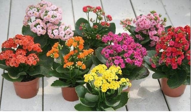 4种花随手放土里就能活,浇点水,7天就长根,坐等爆盆!