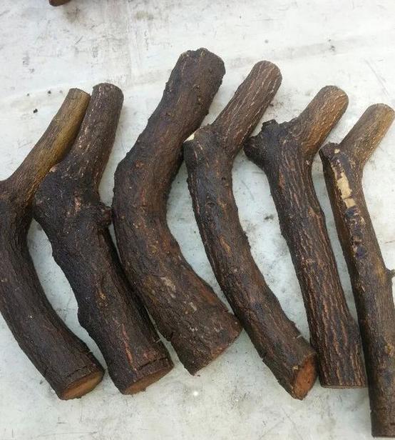 1种果树剪根枝,插土里就活,当年就能挂果,压弯枝!