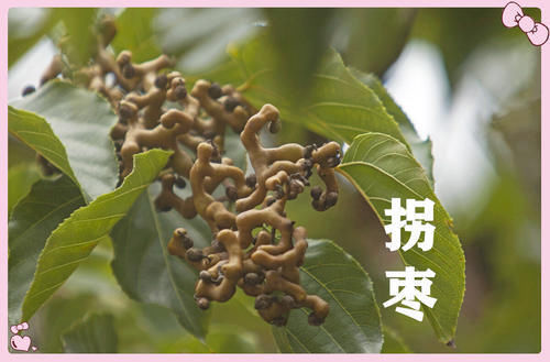 果子|小时候常吃的12种“野果子”,现在很少见了,吃过的年龄不小了