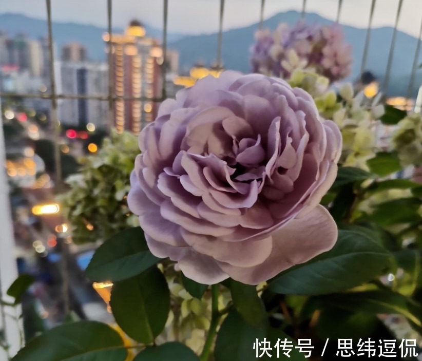 月季花|这两种花卉,花色极多,花朵有拳头那么大
