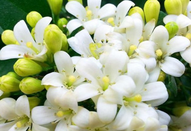 绿色植物|夏季最适合养的花,此花我国最香,花开180天,净化空气比绿萝强