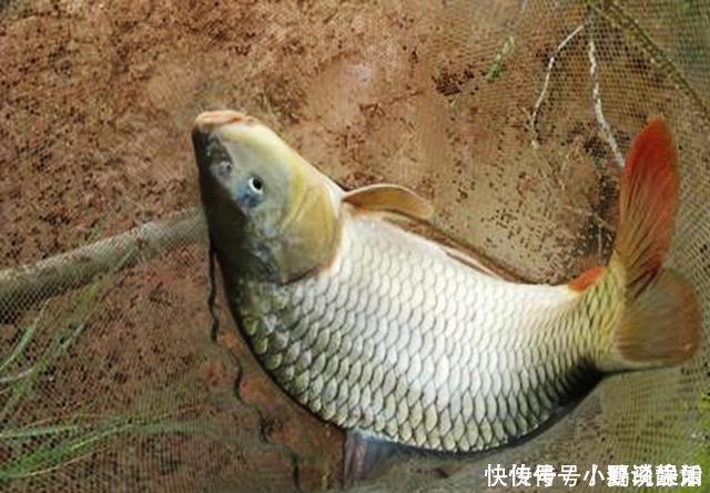 鱼钩|农村小伙用废旧物品,改钓具钓鱼,渔具店老板佩服得五体投地