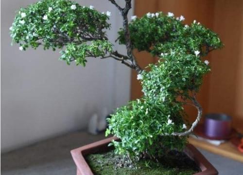 生长|六月雪做成盆景,枝叶清秀,开花似雪,姿态优美