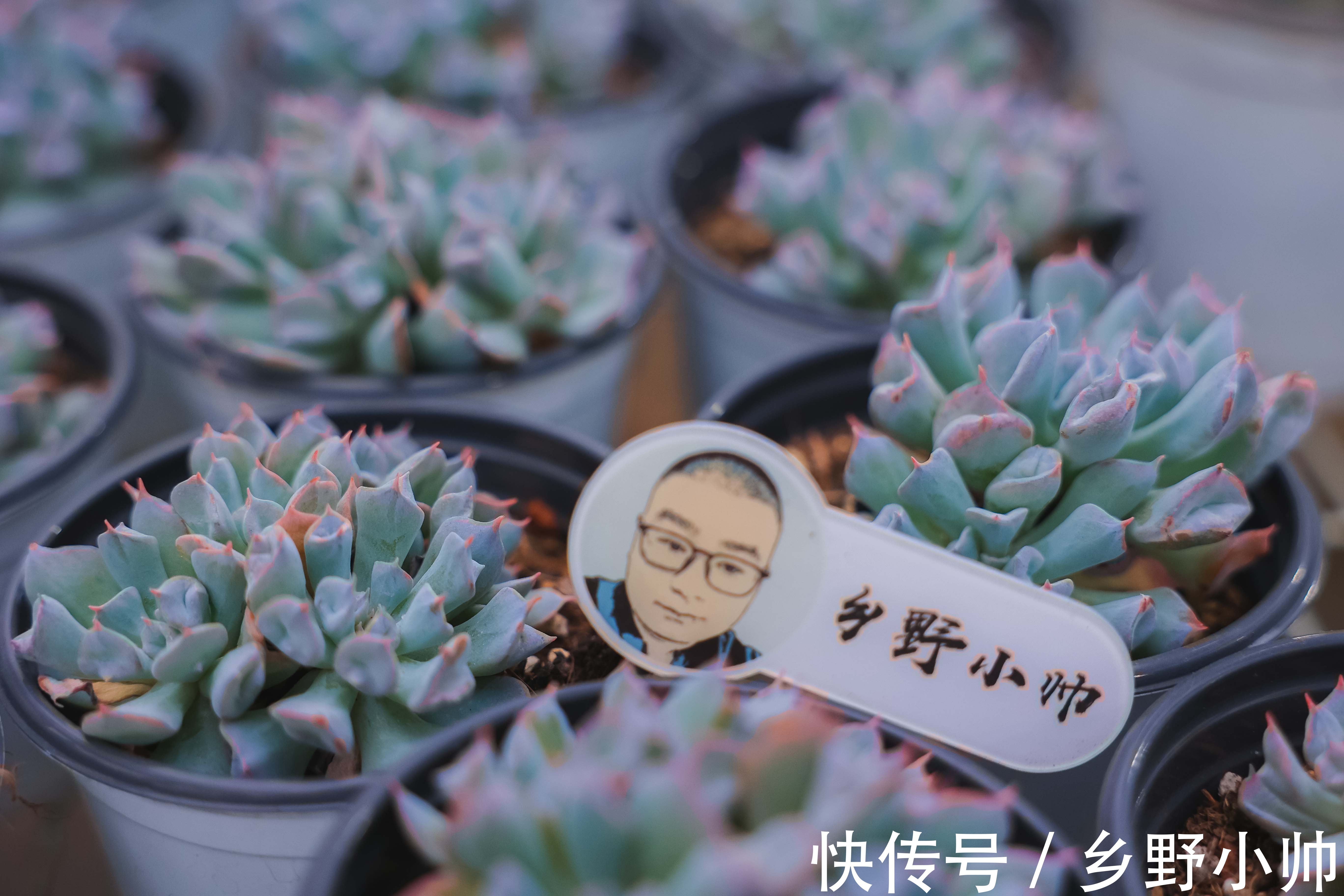 新手|让新手头疼的2种多肉常见问题终于解决了，快来听听小帅怎么说