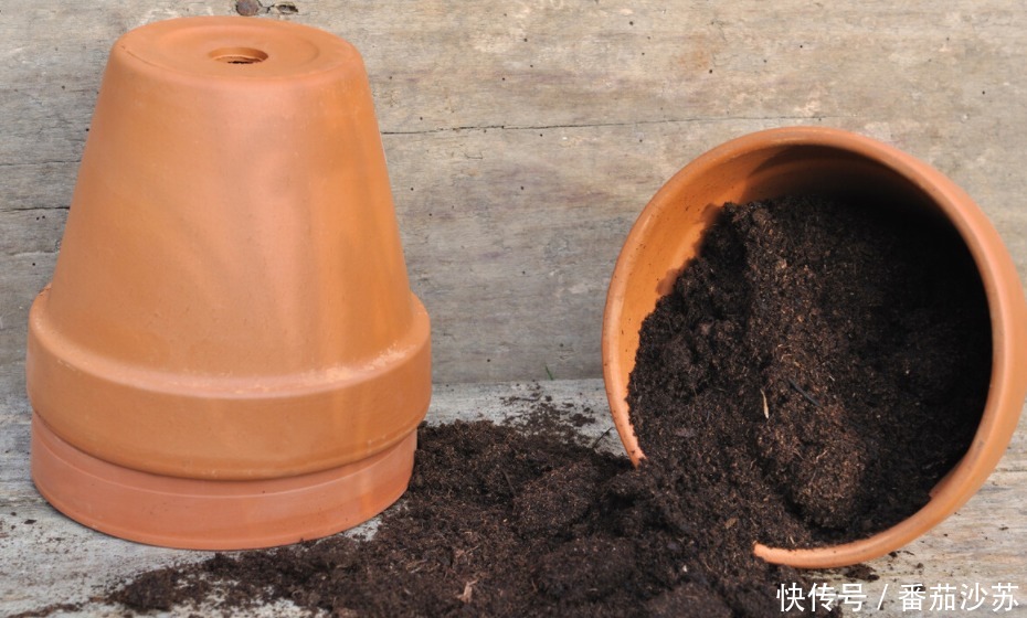废土|养花旧土该不该扔,能不能“二次利用”?