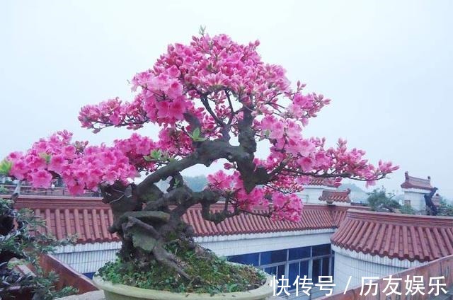 盆栽|室外养杜鹃花,注意5个“细节”,枝繁叶茂,开花满枝,长成老桩