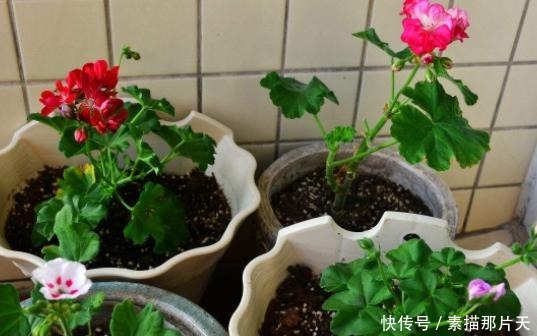 啤酒肥|家中有“它们”不要扔,将它们一处理,养花再不缺化肥、花土了