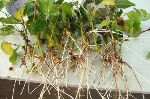 浇花时，1粒药片丢水里，花卉3天长出“大白根”，越养越旺盛