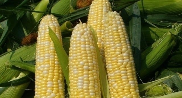 玉米能不能代替主食经常有人吃玉米减肥,每天吃对身体是好是坏
