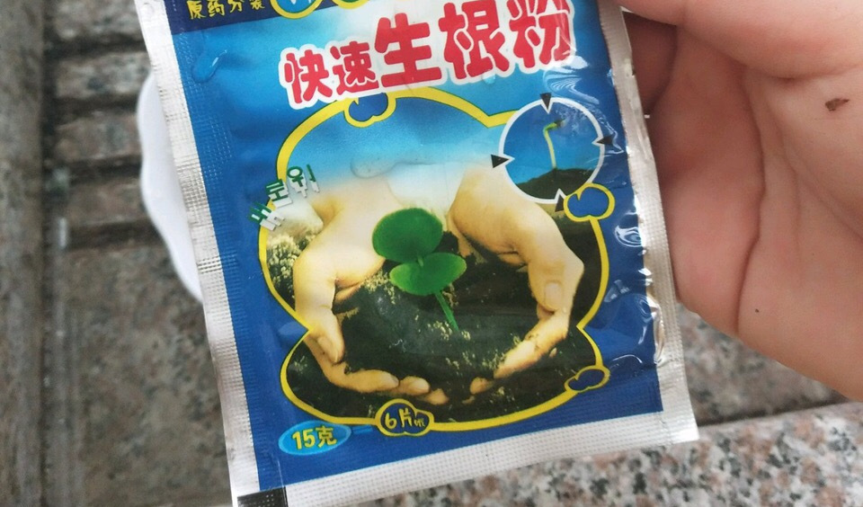 富贵竹不生根这种“液体”泡10天,冒出一圈小白根,再不黄叶