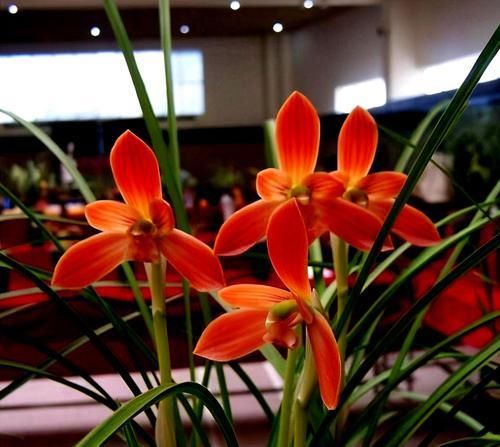  兰花|此兰价格不菲，荷瓣大花，鲜艳夺目，曾被誉为“兰花第一红”