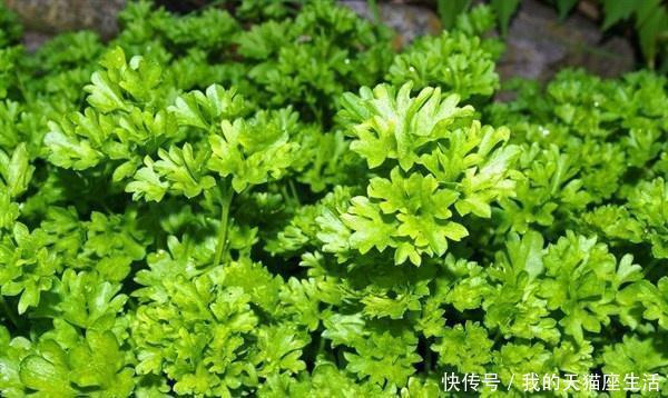 排毒养颜|想长寿先养,女性多吃以下食物,呵护肌肤,排毒养颜,延缓衰老