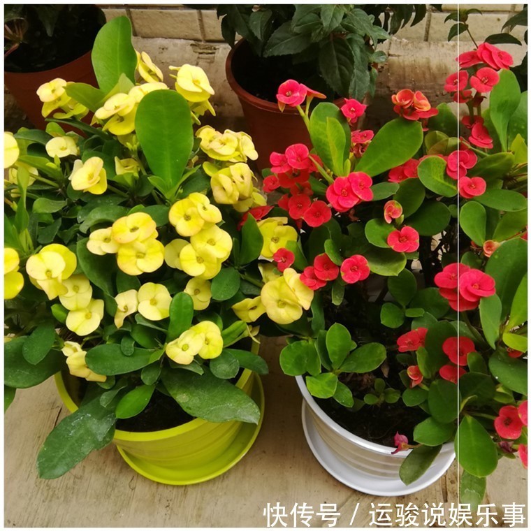 6种花超级喜欢太阳,晒得越多“花”越多,养一盆不亏