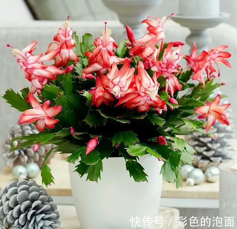 夏季|夏季经常给蟹爪兰浇这种水,防黑腐壮根系