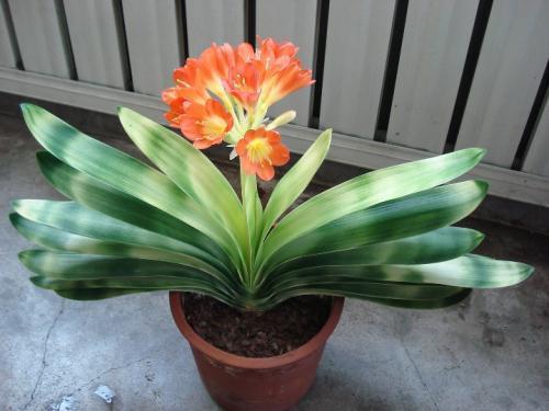 福音|养君子兰加点料,叶片绿油油长得旺,懒人的福音!