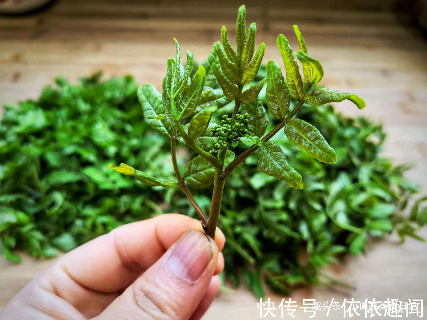 这树叶很多人都没吃过,比香椿芽还香,一烫一拌,是最好开胃菜!