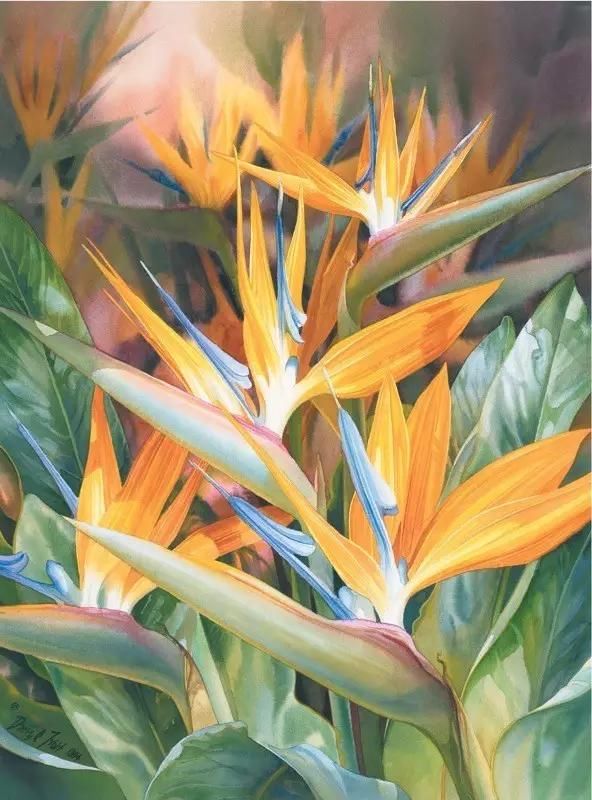 水彩&水彩画欣赏：澳大利亚水彩画家30张水彩花卉，动人