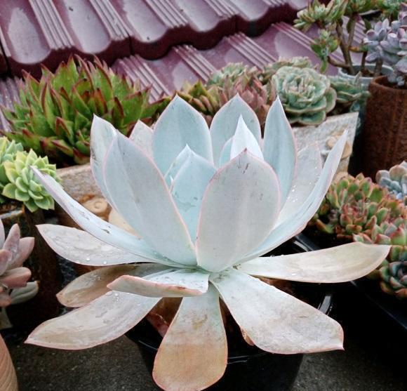 多肉|光照跟温度是两个概念,多肉需要的是光照,单有温度是不够的