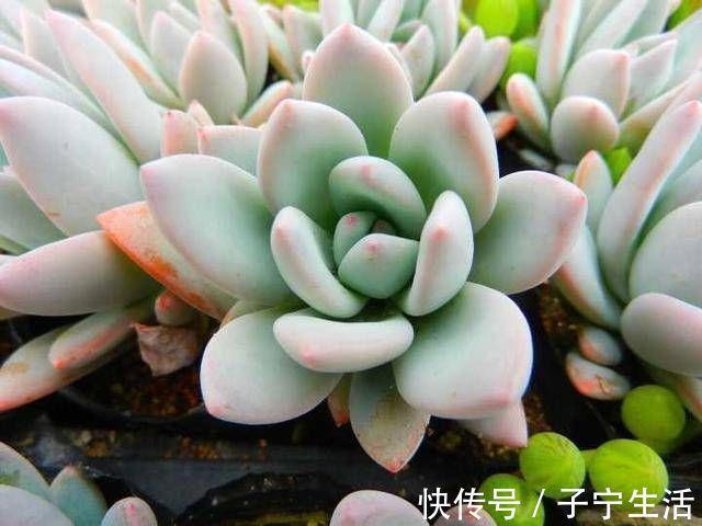 养多肉只知道“少浇水多晒太阳”早不行了,还得这样做