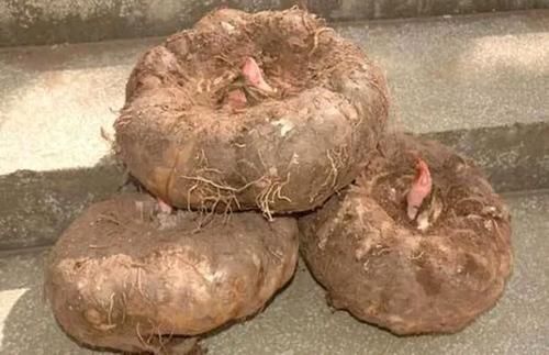 这6种食物被称为“肠道清理专家”，经常换着吃，家人没有小肚子