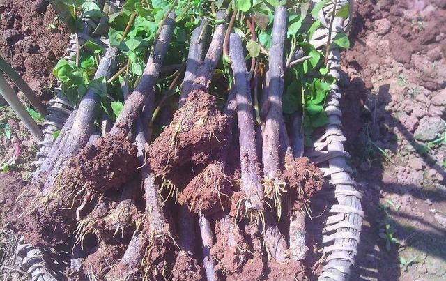 小暑过后,家里养3种“耐热花”,枝条扦插生根快,越热开花越旺