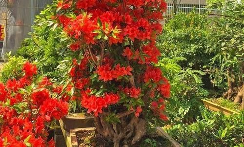 在北方能做映山红盆景？只要抓住这5条，成型快花繁茂