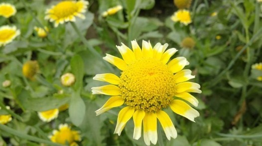 喜欢菊花，不如养盆''茼蒿菊''，高雅花色，花期超长，美不胜收