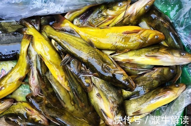 买鱼时,内行人专买这5种鱼,肉嫩刺少营养高,老渔民自己都爱吃