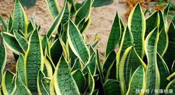 很快|厨房这些东西用来养虎皮兰,很快长出侧芽一盆变几盆,省钱又方便