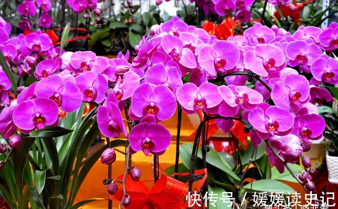 10种“旺运花”，家里至少养一盆，漂亮吉祥还“养人”