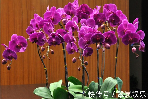 花朵|蝴蝶兰长势差,开花少只需注意3个方面,花繁叶茂更美观