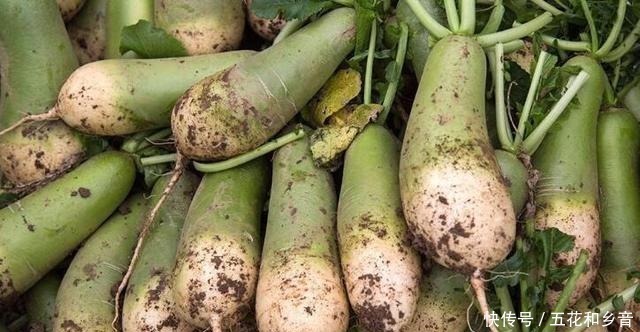 冬天，多吃此菜，维C是苹果5倍，锌是猪肝6倍，包成包子最好吃