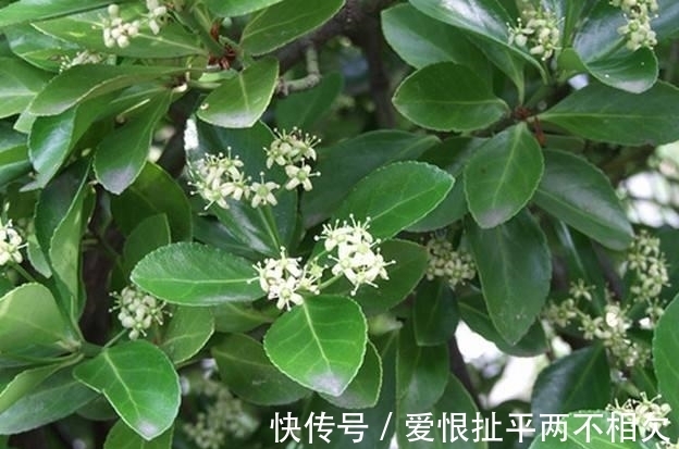 自然界中有些植物的“花序”为什么不尽相同，其中有什么秘密？