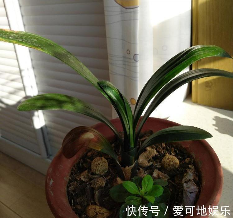 君子兰“富养”好，5个小技巧，花箭“窜高个”，开花多又大