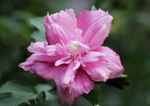 阳台养此款“草本花”,美成“小花园”,姿色艳丽,养在家中