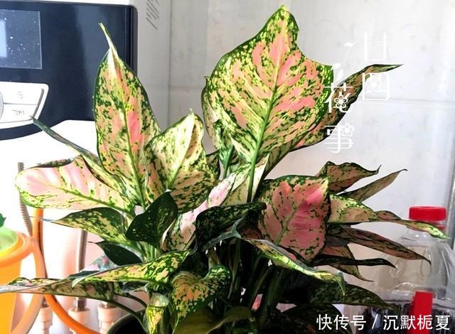 8种花“有毒”,你家可能就有一盆,养护需小心!