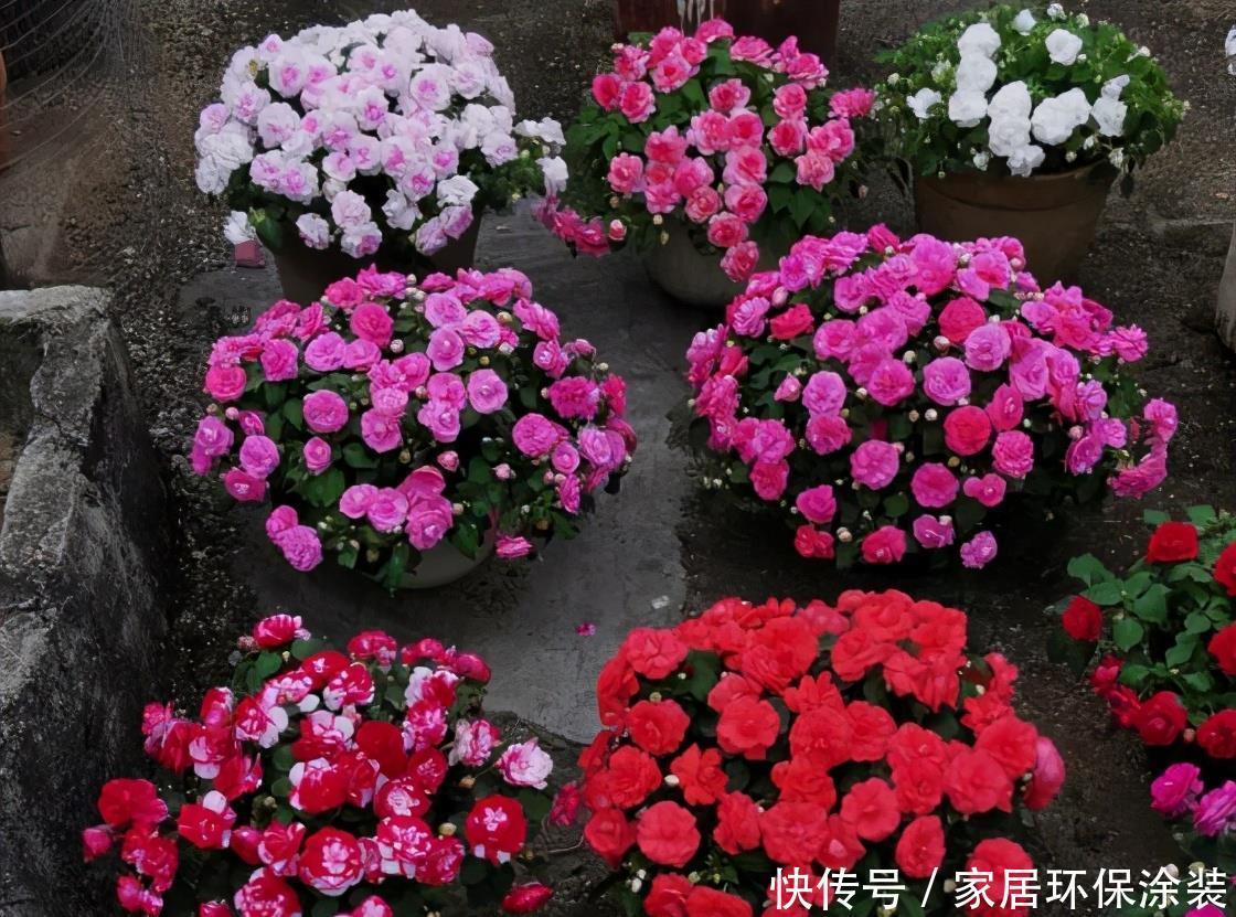 老桩|阳台养花,不用养贵的,3种“土气”花,开花“高贵”又热闹